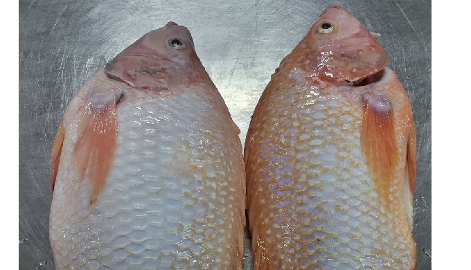 Red Tilapia from VietNam