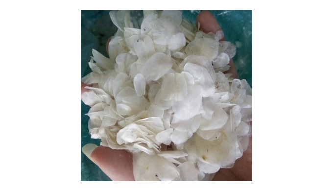 Place of Origin: Ba Ria-Vung Tau, Vietnam Brand Name: VDT/ FISH SCALES Drying Process: AD Weight (kg...