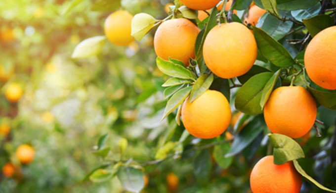 Importation et distribution d'Agrofournitures au Maroc avec plus d'un millier d'articles, le Comptoi...