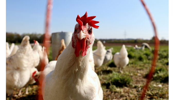 Written for Zimbabweans in South Africa and the wider diaspora considering remote poultry investment...