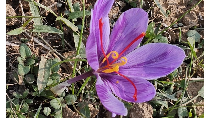 1. Kashmiri Mongra Saffron Origin: Exclusively cultivated in Pampore, the famed Land of Saffron in K...