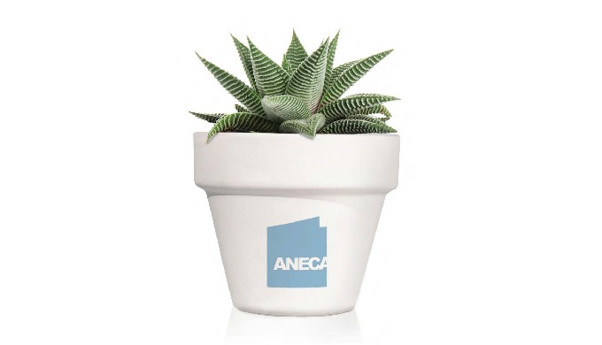 Plantas suculentas en maceta ceramica blanca