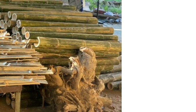 Natural bamboo from Vietnam of high quality, EXW price.