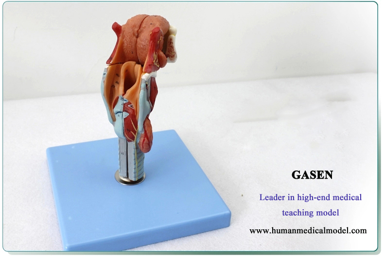 The model consists of the larynx sagittal section,Even larynx trachea,Tongue,Mandible with teeth, et...