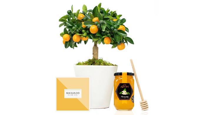 ENSEMBLE NARANJO ENANO