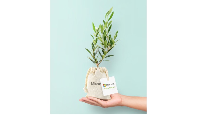 Olivos en saco de algodon para trasplantar