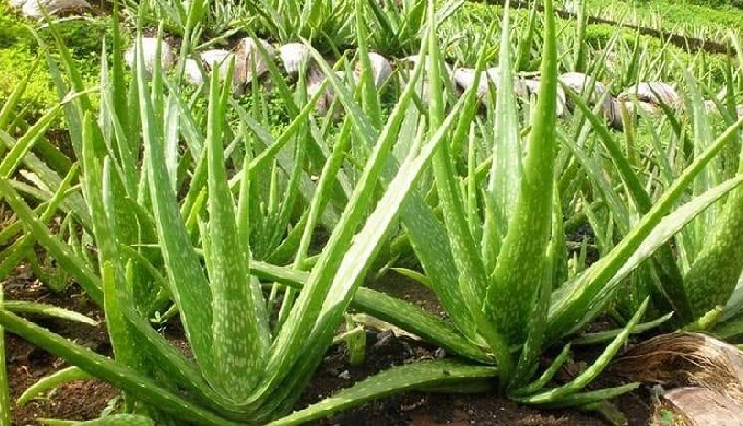 Type: Herbal Extract, Dice Form: Cube Variety: Aloe Vera Extract Part: Leaf Extraction Type: Solvent...