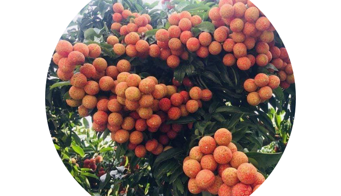 Style: Fresh Product Type: Other Type: Lichee, Bac Giang Cultivation Type: COMMON Maturity: 100% FRE...
