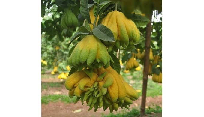 Style: Fresh Product Type: Other, Other Type: PASSION FRUIT Cultivation Type: Organic Maturity: yell...