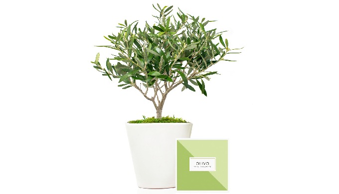 árbol olivo en maceta de cerámica