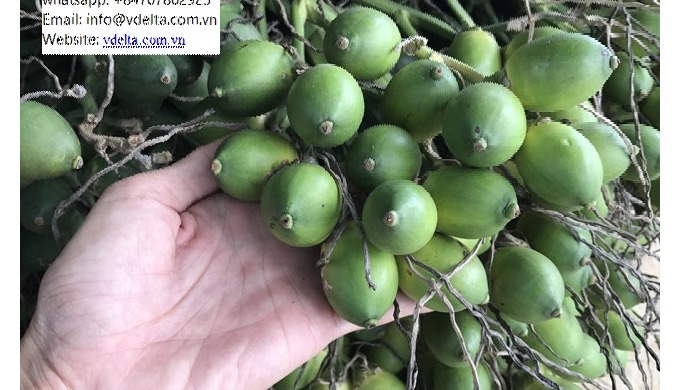 FRESH BETEL-ARECA NUTS Type: Betel Nut Style: Dried Packaging: 20-30 kgs per PP Color: Green Skin Ce...
