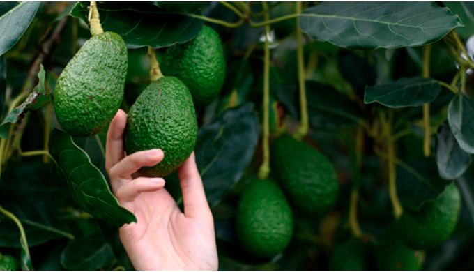 Aguacate hass de calidad madurados en el árbol y recolectados con el máximo de grasa vegetal.