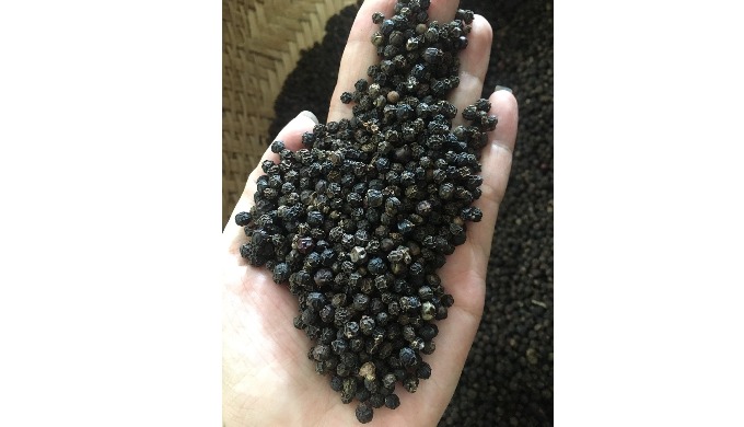 Black pepper provided by U&B AGRIMEX CO.,LTD is different types of density : 500 GL; 550 GL; 570...