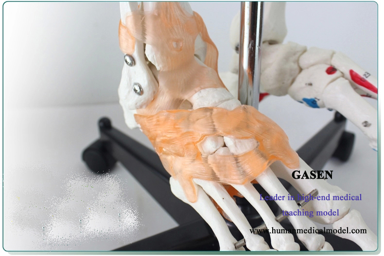 1. Recalibrate the ligament of the joint. 2. Adding the texture of the bone to making bones more sim...