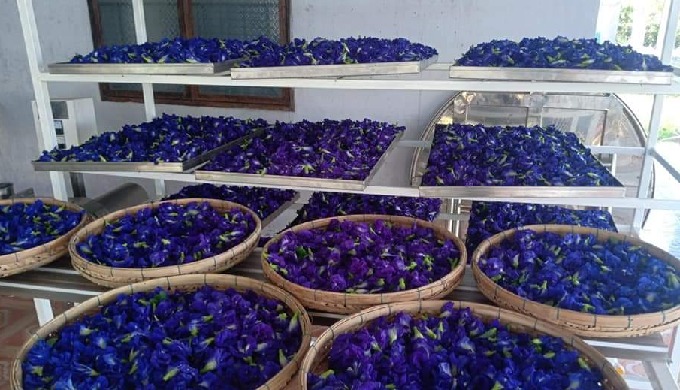 Variety: Vietnam Product Type: Single Herbs & Spices Style: Dried Processing Type: Raw Color: Pu...