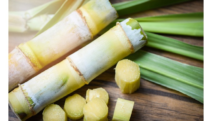 Quick Details Place of Origin: Vietnam Brand Name: Vietdelta Product name: Frozen Sugarcane Origin: ...