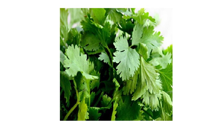 Dried coriander leaves are vastly used in dressings, vinaigrette, chutneys, sauces, gravies, and mul...