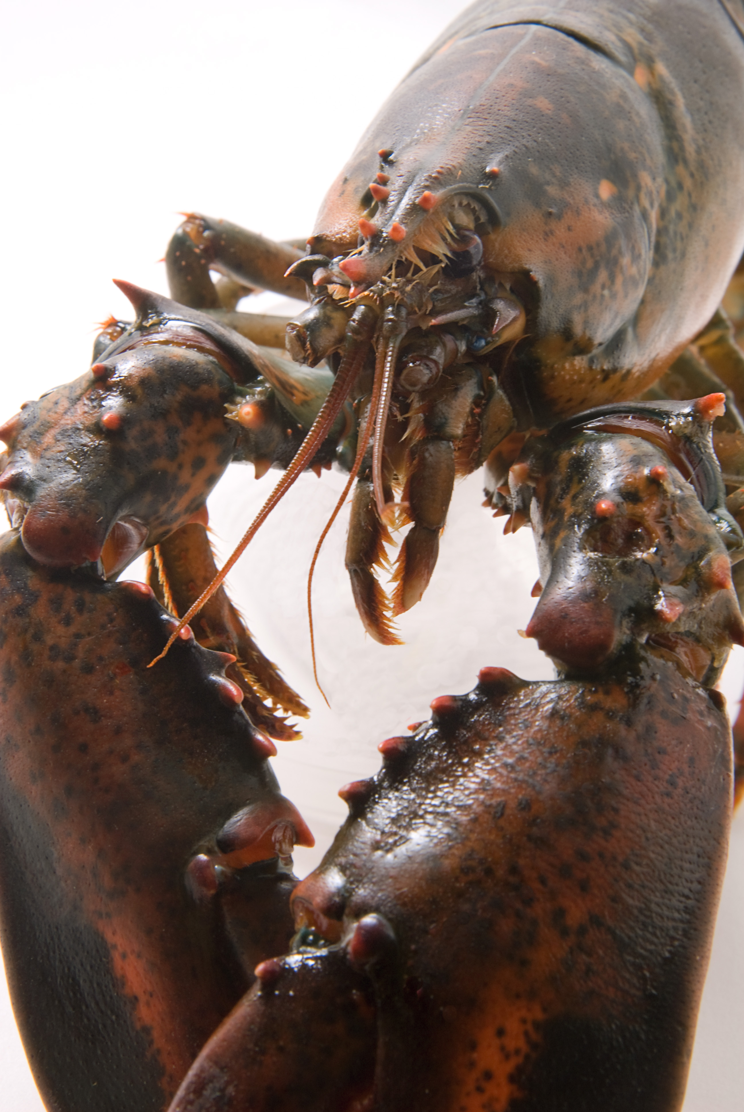 Live Lobsters from FAO 21