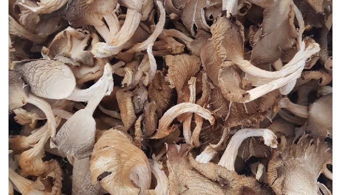 Product Type: MUSHROOMS Type: Oyster Mushroom Style: Dried Color: White Source: Cultivated Part: WHO...