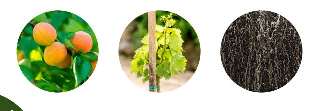 QUATERNA Technologies Marcel MEZY Plant est la garantie d’une réussite de et plantations et complant...