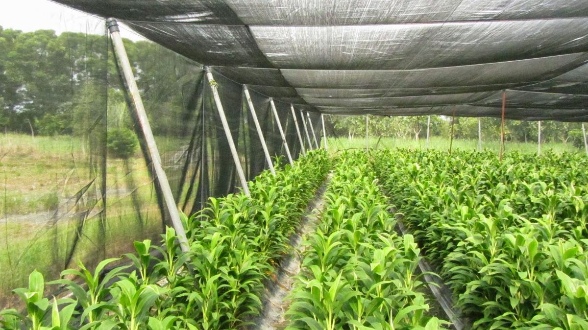 -En agricultura, la malla sombra reduce la radiación solar que llega a los ...