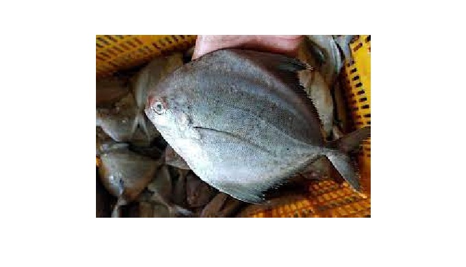 -Origin: Nghe An province, Vietnam -Ingredient: Fish -Shelf Life: 24 months. -Part: Whole -Packing: ...