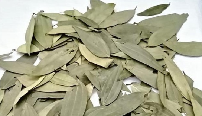 Bayleaf has sweet-smelling leaves which are utilized for culinary and clinical purposes. It is thoug...