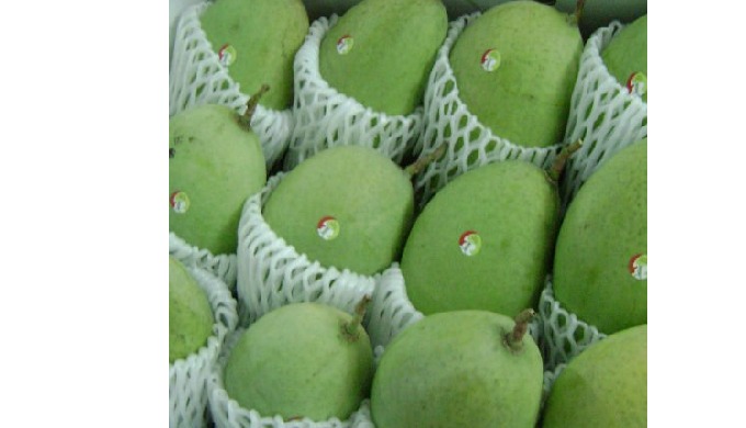 Style: Fresh Type: MANGO Product Type: Tropical & Sub-Tropical Fruit Variety: cat chu Color: Gre...