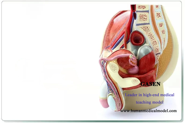 Male Pelvic Cavity Sagittal Section Model Human Anatomy Educational Model  Shows The Normal Position The Male Reproductive Organs Model Medical Help  Didactic Help : : Industrial & Scientific