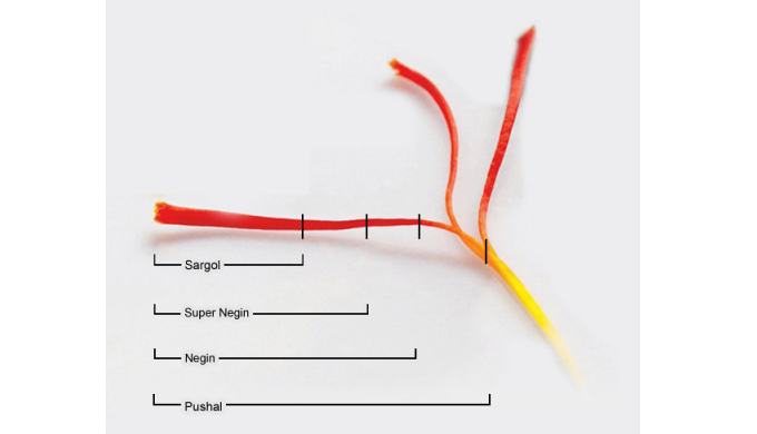 Homa Saffron – Saffran med passion och hållbarhet i fokus Homa Saffron erbjuder ett noga utvalt sort...