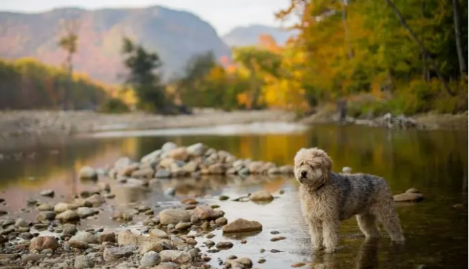 Travelling to another country can be stressful for both owners and pets alike, but with our expert k...