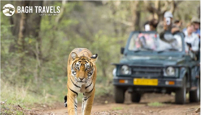 Book Ranthambore tour from various parts of the India. Get the best deals on Ranthambore half-day or...