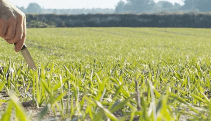 En Suagro te asesoramos en sanidad y nutrición vegetal para obtener el máximo potencial de su explot...