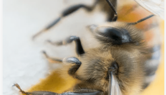 Whether you are facing an infestation of insects, an onslaught of arachnids or are overrun by rodent...