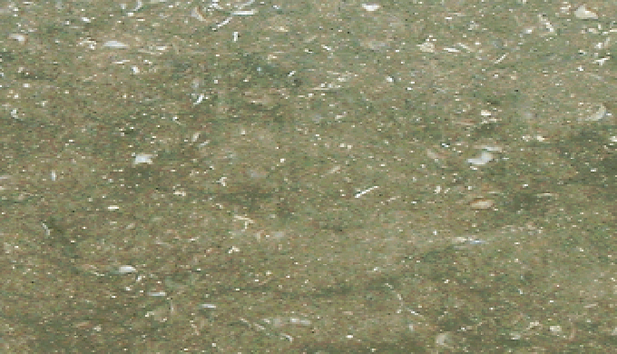 Sea Grass Limestone