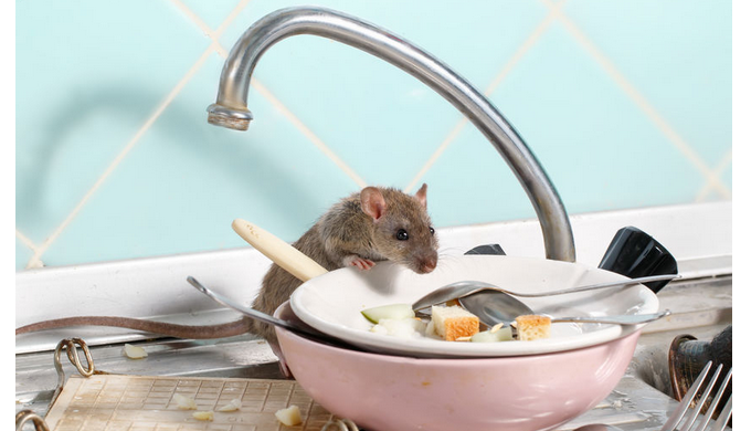 Comment détecter une infestation de rats avant qu’elle ne devienne critique