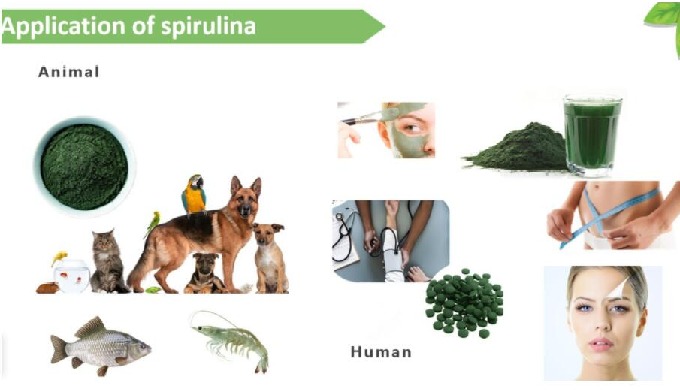 Spirulina Powder: Specifications: Protein: 60% Min; Moisture: 8% Max; Ash: 8%Max. Package: 25kg/Drum...
