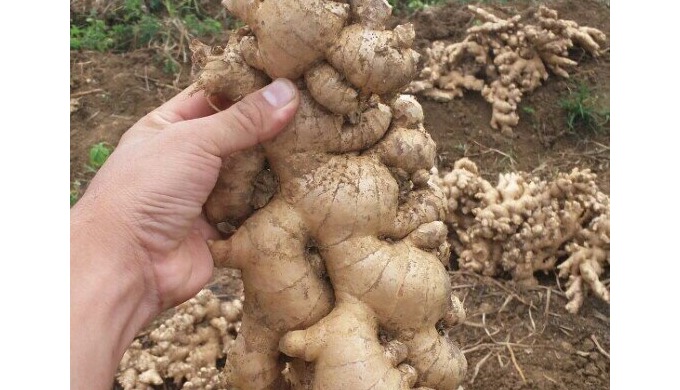 Style: Fresh, Fresh Type: Ginger, GINGER Cultivation Type: Organic Weight (kg): 1 Place of Origin: V...