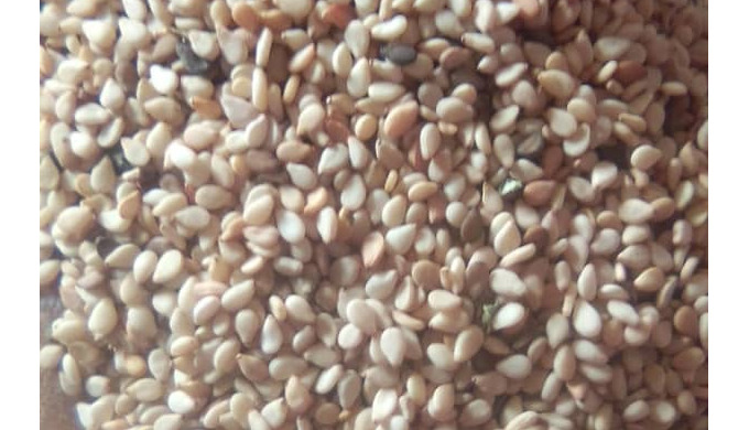 Graines de Sésame du Burkina faso et du Togo bien vané