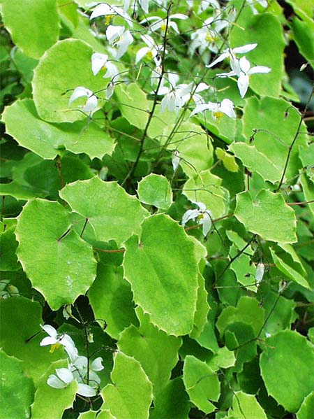 Epimedium P.E. Product name: Epimedium P.E. Latin name: Epimedium Grandiflorum Plant source: Leaf of...