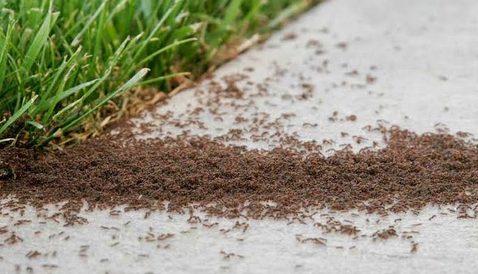 One of the most common problems with which Londoners can meet nowadays is pests. At Bugs n Roaches F...