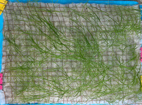 Biodegradable Net + SEED + PLA Non-woven Fabric