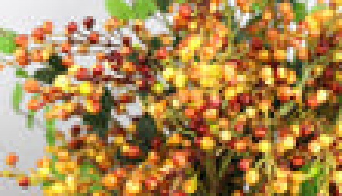 Dimensions: Branch Height: 53cm Fruit Diameter: 1.5cm Material: Plastic, wire. The berries and leave...