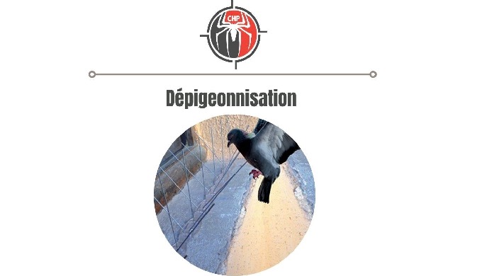 Solutions et répulsifs anti-oiseaux ou anti-pigeons discrets, rentables et humaines, qui ne feront a...