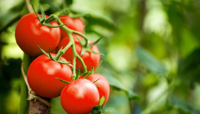 Importation et distribution d'Agrofournitures au Maroc avec plus d'un millier d'articles, le Comptoi...