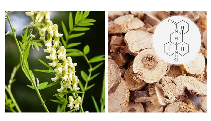 This product contains oxymatrine, a quinolizidine alkaloid compound extracted from the root of Sopho...