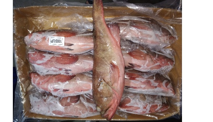 We are QUALITY MARINE EXPORTS, located on the West Coast of Indian City Veraval. We are Responsible ...