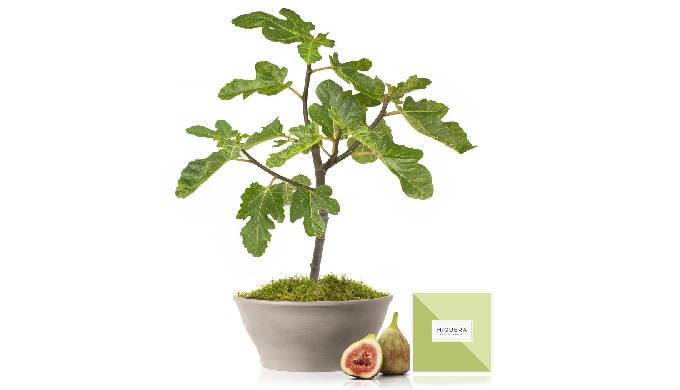 Arbol frutal higuera en maceta ceramica