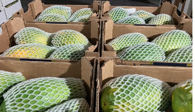 About Us: We are a pioneering enterprise dedicated to delivering premium-grade papayas sourced from ...