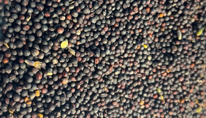 Rapeseeds